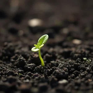 Break New Ground: Understanding the Idiom for Innovation